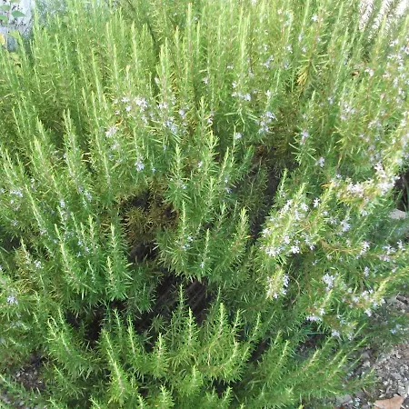 Holiday home Casa Branca