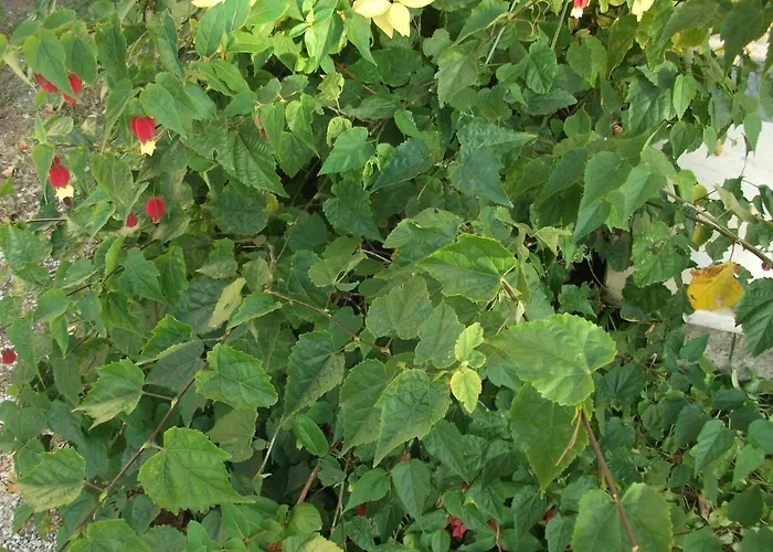 Casa vacanze Casa Branca *