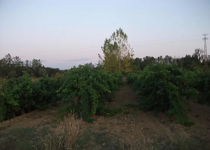 Casa Branca * Mealhada