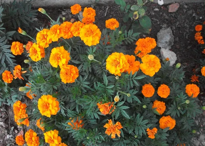 Casa vacanze Casa Branca Mealhada