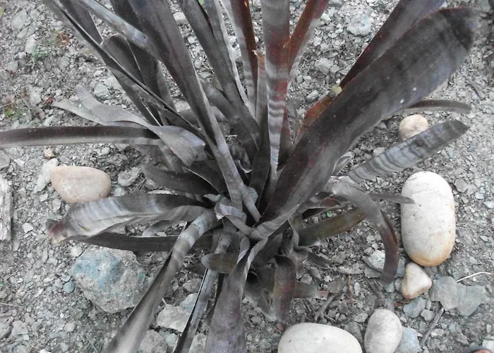 Casa vacanze Casa Branca *